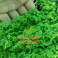 Fresh Azolla 500 g makanan haiwan ternakan