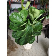 Fiddle Leaf Fig