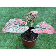 Caladium Red Velvet (P130-M)