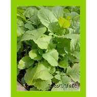 Vege Seeds 100pcs / Sawi Ensabi / 砂吡菜