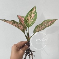 ♞,♘(1) Aglaonema Varieties Uprooted Live Plants (LUZON ONLY)