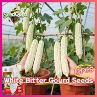 100% Legit 15pcs Fresh White Bitter Gourd Seeds Long Ampalaya Seeds Organic Momordica Charantia Whit