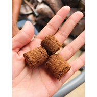 GM4 1PCS Tanah Cocopeat Coconut Peat Button Hydroponic Seed Germination Compressed Cocopeat Cocopit 
