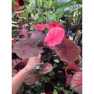 Caladium Thai Hybrid from thailand