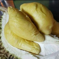 Durian Montong Bali Utuh(Perbuah) Terlaris