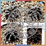 ยิมโนด่าง ชำหน่อ (Gymnocalycium) สินค้ามีจำนวนจำกัด