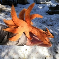 火影忍者鞍馬狐 9 尾可擺姿勢定制可定制