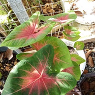 Caladium Panah Panas