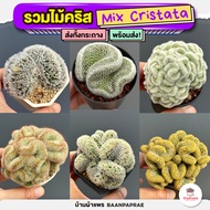 รวมไม้คริส Mix Cristata แคคตัส กระบองเพชร cactus&succulent