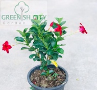 GNC -  Mandevilla Sanderi Dipladenia Live Plant Pokok Bunga Gantung Loceng 紅蟬花