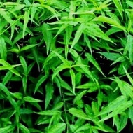 Sahabatalam Elephant trunk leaves/kalingsir sabah snake grass KC herbal medicine