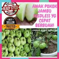 Anak Pokok Jambu Batu xda biji (seedless)