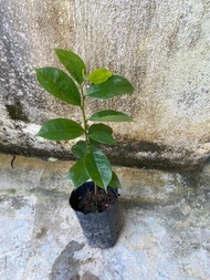 Hybrid Soursop plants / Anak pokok durian belanda hybrid / 红毛榴梿
