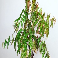 Saury begonia begonia begonia amphioxus ins Style Influencer Green Plant Indoor Potted Plant