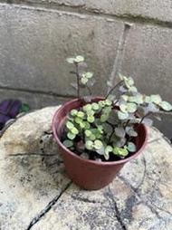 黃金怡心草3吋盆關葉植物