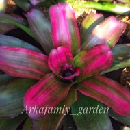 Bromelia pink Deby/pink princes/tanaman hias daun/Bromelia murah