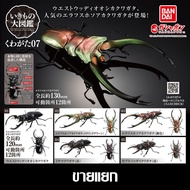 Separate Bandai THE DIVERSITY OF LIFE ON EARTH Stag Beetle Kuwaita 07 7 Gashapon Gachapon Ikimono