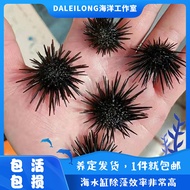 Sea Urchin Aquarium Pet Sea Urchin Algae Removal Cleaning Marine Small Creatures Ornamental Sea Urch