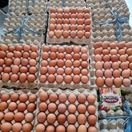 Ramadhan Eksklusif Sale (Res). Harvestmoon Telur Ayam 1 Peti
