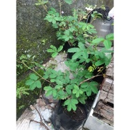 bahan bonsai putri malu panjang pohon -+40 cm harga per diwbbe 9633dn