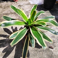 Bromeliad [Real live plant] - Variegated Bromeliad