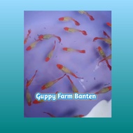 indukan Guppy platinum koi