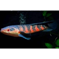 IKAN CANA RED BARETO