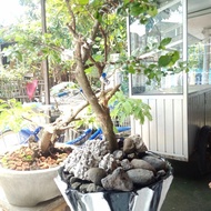 bonsai serut taman