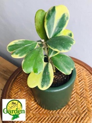 Hoya Kerii Variegated (5-7 leaves) with FREE plastic pot, pebbles and garden soil (Rare Plant, Indoor Plant and Limited Stock)