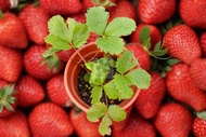 MM- Japanese Sweet Charlie Strawberry Sapling / Lowland Strawberry / Anak Pokok Strawberi Tanah Rend