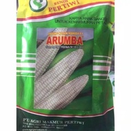 Benih bibit jagung putih pulut manis hibrida ARUMBA F1 250gram