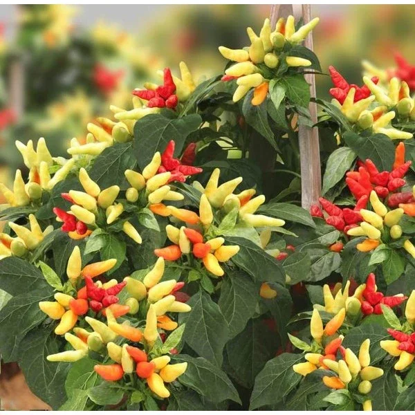 promo isi 100 butir benih cabe rawit prentul klaster produk asli bintang asia termurah