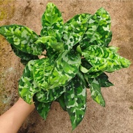 Plantsman | Aglaonema Pictum Tricolor 迷彩粗肋草