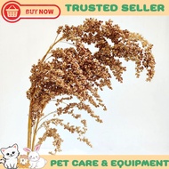 Sprays Spray Sudangrass Sorghum Sorghum Snacks Hamster Food Spray Sprays