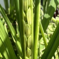 (SG Seller) Rice Seeds-50 seeds