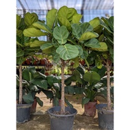 Fiddle Leaf Fig Tree (Ficus Lyrata) - Fuss-Free and Easy-Care