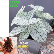 UBI KELADI USA CANDIDUM CALADIUM BULB THAILAND