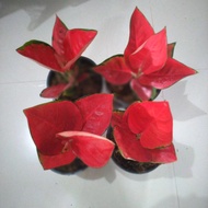 suksom jaipong tanaman hias bunga aglonema aglaonema