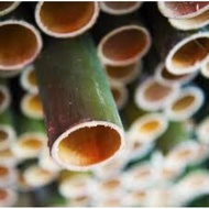 BULUH LEMANG/SEBATANG