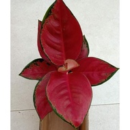 Suksom Jaipong Sdg - Tanaman Hias Aglonema / Aglaonema