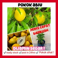 RINA • pokok abiu • pouteria caimito tropical fruit buah buahan fruit sapling fruits Lalang kebun ou