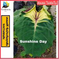 Nadthida colocasia Sunshine day ตัดสดไม่ตัดใบ  โคโลคาเซีย ซันชายเดย์ Nadtida ต้นไม้ตายระหว่างขนส่ง เคลมฟรี