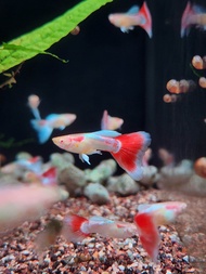 Albino Sky Red Guppy (Pair Available) Freshwater Decorative Fish Ikan Guppy