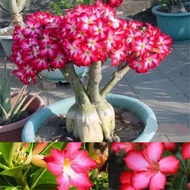 Ornamental plant frangipani adenium ebay us / Japanese frangipani plant seeds stacked