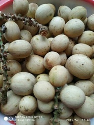 bibit tanaman buah langsat langsat murah TERLARIS