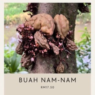 pokok buah nam-nam buah legend buah katak puru