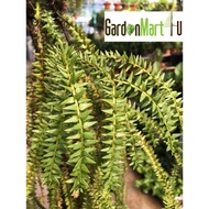<GardenMart4U>  Huperzia Phlegmaria Tassel Fern Gergaji Pokok Paku Pakis 杉叶石松