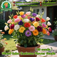 High Germination 20pcs/pack Assorted Colours Eustoma Grandiflorum Flower Seeds for Sale Flower Plant