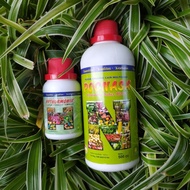 PUPUK ORGANIK NASA 1 PAKET / PUPUK ORGANIK CAIR TANAMAN BUAHSAYURBUNGA / POC NASA 500CC / HORMONIK N