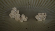 Jill的耳環。鉤針編織耳針